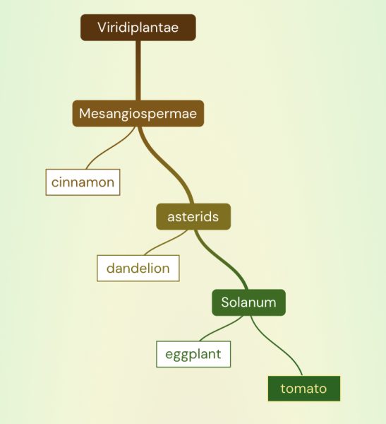 A model showing the ancestral connections between plants. It starts with Viridiplanae. Under it is Mesangiospermae which then branches to cinnamon and asterids. Asterids then branches to dandelion and solanum. Solanum then branches to eggplant and tomato. It ends there.