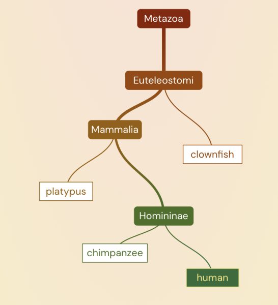 A model showing the ancestral connections between animals. It starts with Metazoa. Under it is Euteleostomi which then branches to clownfish and mammalia. Mammalia then branches to platypus and Hominiae. Hominiae then branches to chimpanzee and human. It ends there.