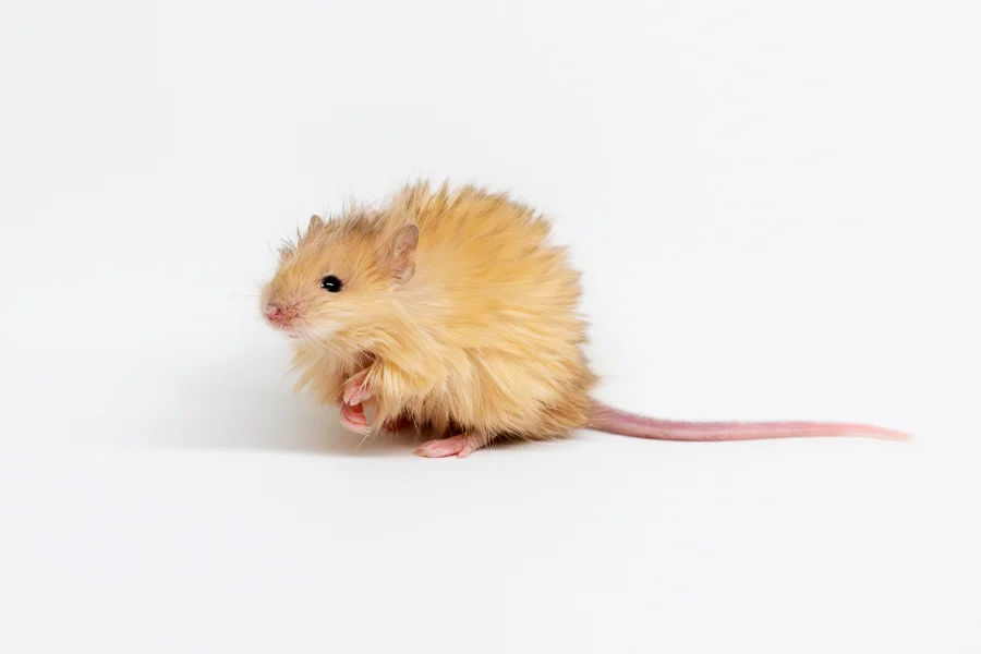 https://www.scientificamerican.com/article/company-seeking-to-resurrect-the-woolly-mammoth-creates-a-woolly-mouse/